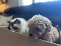 Lucille, a female Goldendoodle and Miniature Goldendoodle for sale in Clearwater, FL – 5 of 6