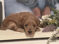 Pink Girl, a female Miniature Labradoodle and Australian Labradoodle for sale in Clearwater, FL – 3 of 9