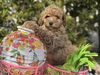 Lemon, a female Labradoodle and Miniature Labradoodle for sale in Clearwater, FL – Photo 5 of 10