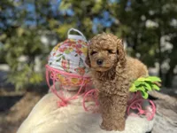 Lemon, a female Labradoodle and Miniature Labradoodle for sale in Clearwater, FL – Photo 4 of 10