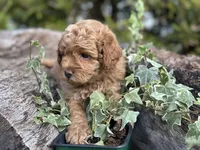 Lemon, a female Labradoodle and Miniature Labradoodle for sale in Clearwater, FL – Photo 9 of 10