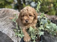 Lemon, a female Labradoodle and Miniature Labradoodle for sale in Clearwater, FL – Photo 7 of 10
