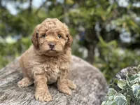 Lemon, a female Labradoodle and Miniature Labradoodle for sale in Clearwater, FL – Photo 6 of 10