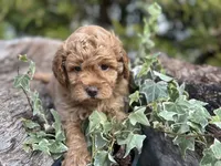 Lemon, a female Labradoodle and Miniature Labradoodle for sale in Clearwater, FL – Photo 8 of 10