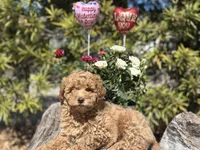 Lemon, a female Labradoodle and Miniature Labradoodle for sale in Clearwater, FL – Photo 1 of 10