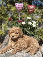 Lemon, a female Labradoodle and Miniature Labradoodle for sale in Clearwater, FL – Photo 3 of 10