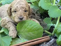 Lemon, a female Labradoodle and Miniature Labradoodle for sale in Clearwater, FL – Photo 10 of 10