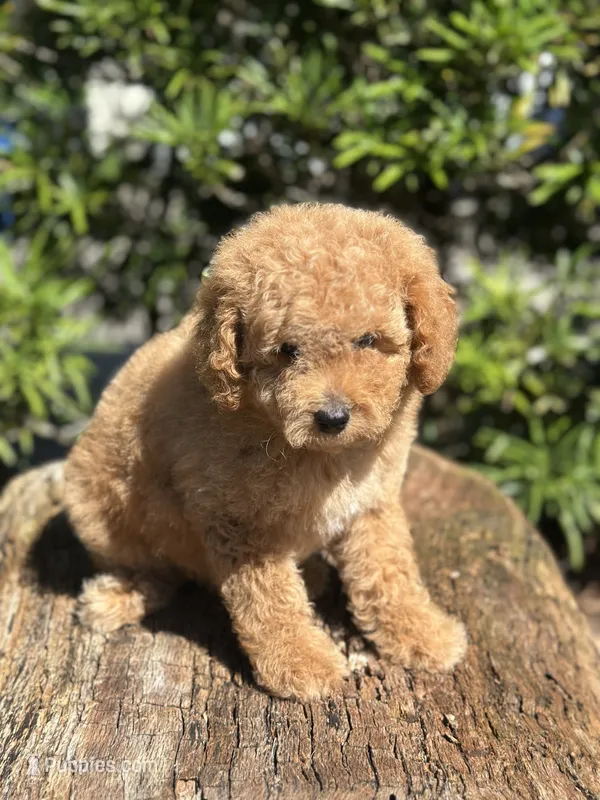 Purple Girl – Labradoodle, Miniature Labradoodle puppy on hold in Clearwater, FL