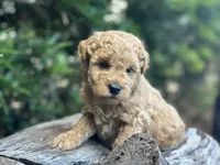 Black Boy, a male Labradoodle and Miniature Labradoodle for sale in Clearwater, FL – 5 of 10