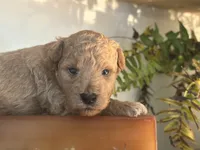 Black Boy, a male Miniature Labradoodle and Australian Labradoodle for sale in Clearwater, FL – 2 of 10