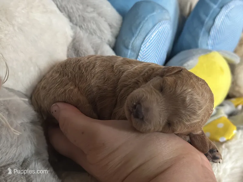 Purple Girl – Miniature Labradoodle, Australian Labradoodle puppy for sale in Clearwater, FL
