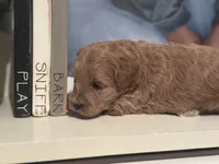 Pink Girl, a female Miniature Labradoodle and Australian Labradoodle for sale in Clearwater, FL – 4 of 9