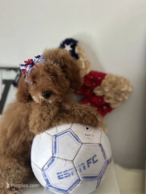 Lucille – Goldendoodle, Miniature Goldendoodle puppy for sale in Clearwater, FL
