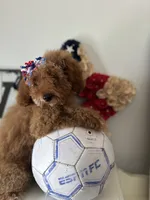 Lucille, a female Goldendoodle and Miniature Goldendoodle for sale in Clearwater, FL – 1 of 6