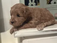 Pink Girl, a female Miniature Labradoodle and Australian Labradoodle for sale in Clearwater, FL – 7 of 9