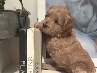 Pink Girl, a female Miniature Labradoodle and Australian Labradoodle for sale in Clearwater, FL – 6 of 9