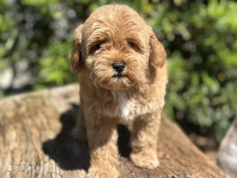 Pink Girl – Labradoodle, Miniature Labradoodle puppy for sale in Clearwater, FL