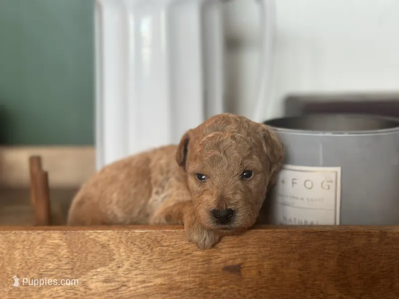 Black Boy – Miniature Labradoodle, Australian Labradoodle puppy for sale in Clearwater, FL