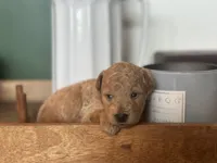 Black Boy, a male Miniature Labradoodle and Australian Labradoodle for sale in Clearwater, FL – 1 of 10