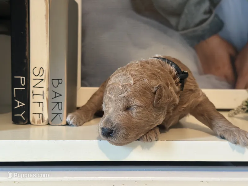 Black Boy – Miniature Labradoodle, Australian Labradoodle puppy for sale in Clearwater, FL