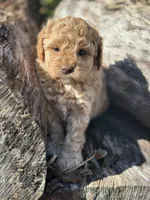 White Girl, a female Labradoodle and Miniature Labradoodle for sale in Clearwater, FL – 2 of 10