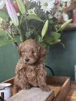 processed/d0c5341e-7bf9-4352-a420-f67d03a43396/listing/43154095-92a9-4af7-b499-89e4e4a05648/03fd4eaa-f150-481c-b428-44a187ea226a