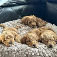 Blue, a male Labradoodle and Miniature Labradoodle for sale in Clearwater, FL – Photo 6 of 9