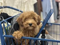 Blue, a male Labradoodle and Miniature Labradoodle for sale in Clearwater, FL – Photo 7 of 9
