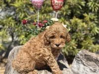 Blue, a male Labradoodle and Miniature Labradoodle for sale in Clearwater, FL – Photo 1 of 10