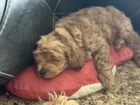 Blue, a male Labradoodle and Miniature Labradoodle for sale in Clearwater, FL – Photo 9 of 9