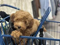 Blue, a male Labradoodle and Miniature Labradoodle for sale in Clearwater, FL – Photo 8 of 9