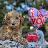 Blue, a male Labradoodle and Miniature Labradoodle for sale in Clearwater, FL – Photo 4 of 9