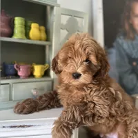 Blue, a male Labradoodle and Miniature Labradoodle for sale in Clearwater, FL – Photo 1 of 9