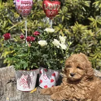 Blue, a male Labradoodle and Miniature Labradoodle for sale in Clearwater, FL – Photo 3 of 9