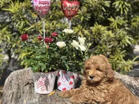 Blue, a male Labradoodle and Miniature Labradoodle for sale in Clearwater, FL – Photo 3 of 10