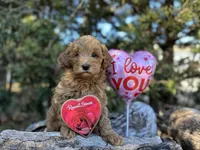 Blue, a male Labradoodle and Miniature Labradoodle for sale in Clearwater, FL – Photo 5 of 10