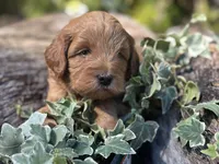 processed/d0c5341e-7bf9-4352-a420-f67d03a43396/listing/43154095-92a9-4af7-b499-89e4e4a05648/826b9514-ee66-4a07-a66c-12c38094e78d