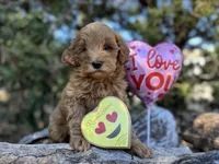 Blue, a male Labradoodle and Miniature Labradoodle for sale in Clearwater, FL – Photo 6 of 10