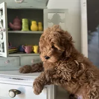 Blue, a male Labradoodle and Miniature Labradoodle for sale in Clearwater, FL – Photo 2 of 9