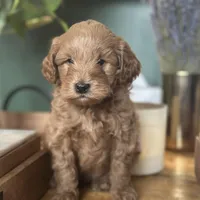 Blue, a male Labradoodle and Miniature Labradoodle for sale in Clearwater, FL – Photo 5 of 9