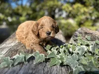 processed/d0c5341e-7bf9-4352-a420-f67d03a43396/listing/43154095-92a9-4af7-b499-89e4e4a05648/fdf6c6e3-04ae-4350-8711-3e718bc96c49