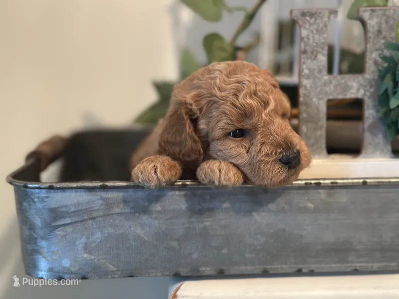 Purple Girl – Miniature Labradoodle, Australian Labradoodle puppy for sale in Clearwater, FL