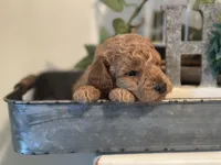 Purple Girl, a female Labradoodle and Miniature Labradoodle for sale in Clearwater, FL – 5 of 10