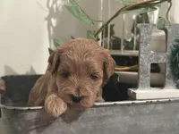 Pink Girl, a female Miniature Labradoodle and Australian Labradoodle for sale in Clearwater, FL – 2 of 9