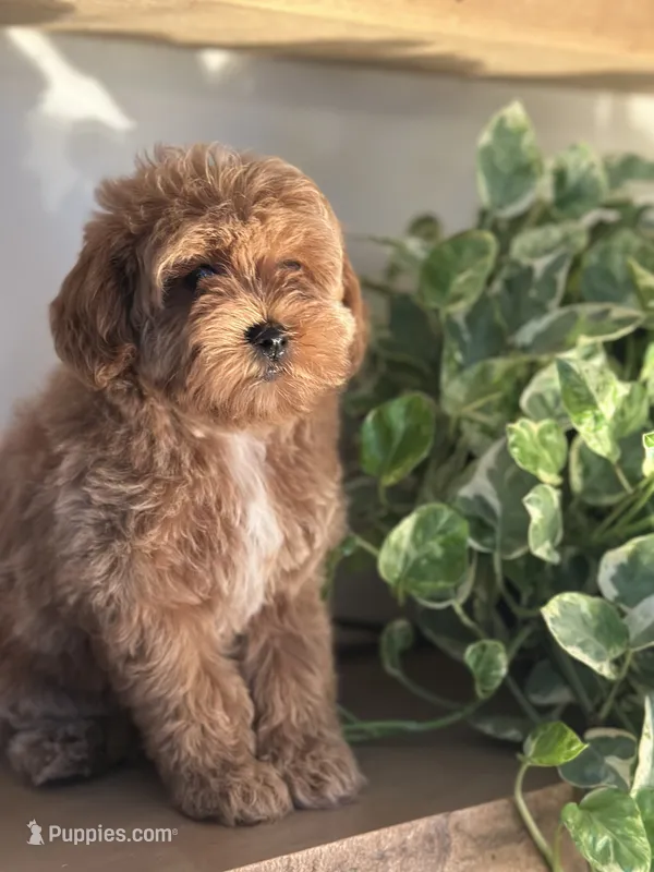 Pink Girl – Labradoodle, Miniature Labradoodle puppy for sale in Clearwater, FL
