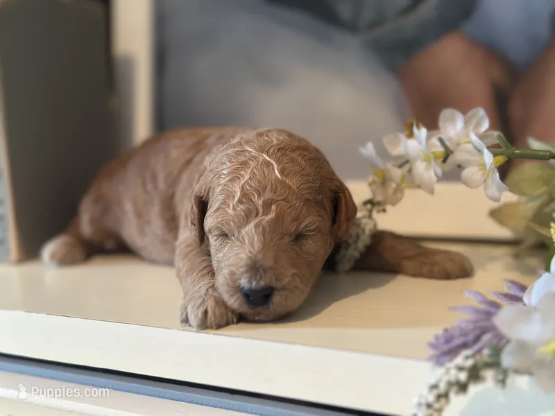 Red Boy – Miniature Labradoodle, Australian Labradoodle puppy for sale in Clearwater, FL