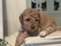 White Girl, a female Miniature Labradoodle and Australian Labradoodle for sale in Clearwater, FL – 4 of 9