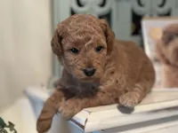 Purple Girl, a female Labradoodle and Miniature Labradoodle for sale in Clearwater, FL – 9 of 10