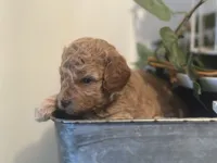 White Girl, a female Miniature Labradoodle and Australian Labradoodle for sale in Clearwater, FL – 2 of 9
