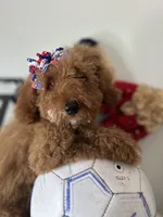 Lucille, a female Goldendoodle and Miniature Goldendoodle for sale in Clearwater, FL – 2 of 6